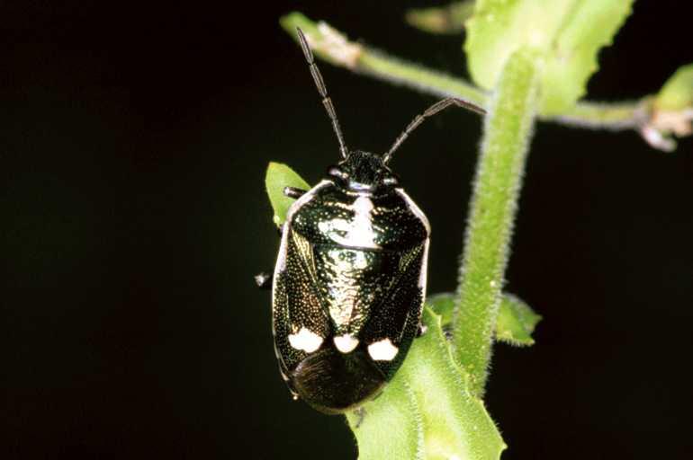 Eurydema_oleracea_F1117_Z_79_Vernet-les-Bains_Frankrijk.jpg