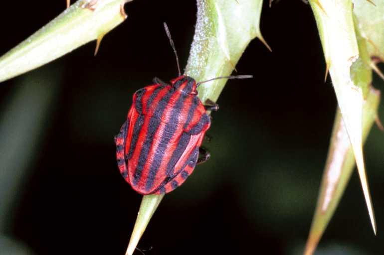 Graphosoma_lineatum_F0996_Z_86_Viols-en-Laval_Frankrijk.jpg