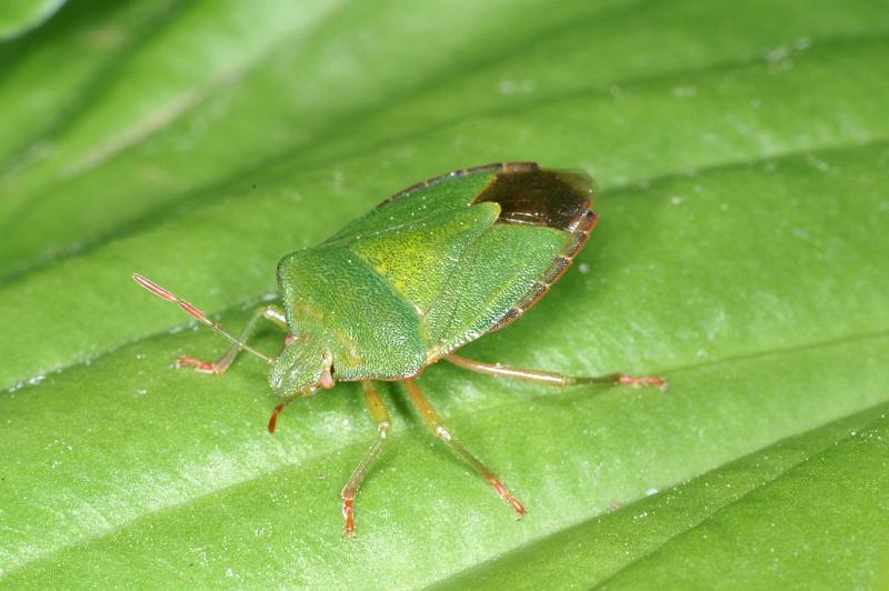Pallomena_viridissima_D2927_Z_90_Veenendaal_Nederland.jpg