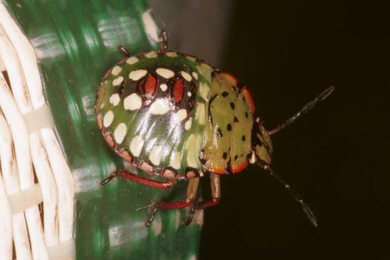 Palomena_ZZ635_RF0553_Z_85_Daintree-Giru_Australie.jpg