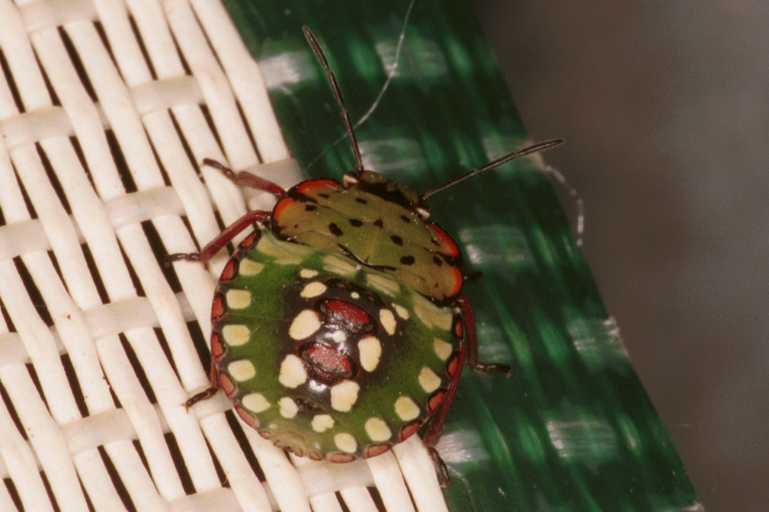 Palomena_ZZ635_RF0554_Z_85_Daintree-Giru_Australie.jpg