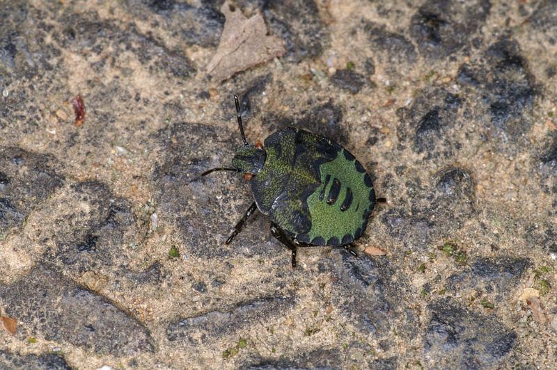 Palomena_prasina_D4635_Z_88_-_Oostenrijk.jpg