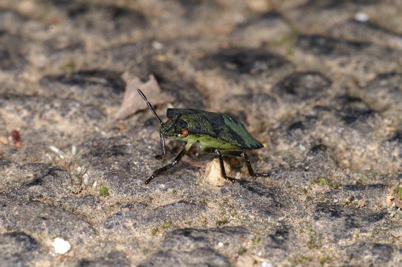 Palomena_prasina_D4636_Z_88_-_Oostenrijk.jpg