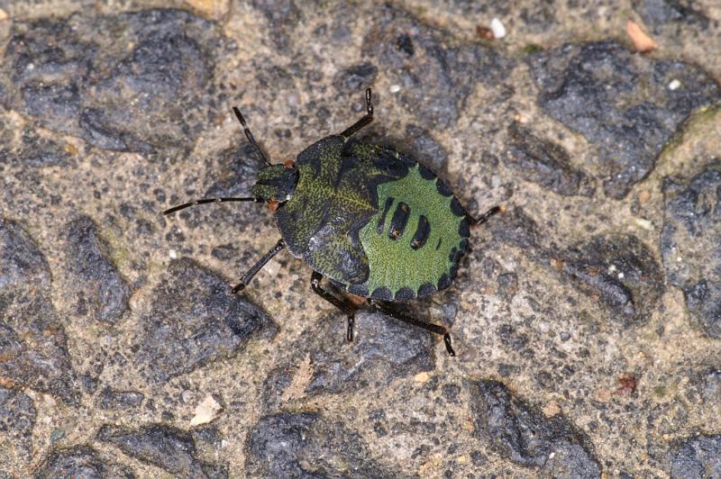 Palomena_prasina_D4637_Z_89_-_Oostenrijk.jpg