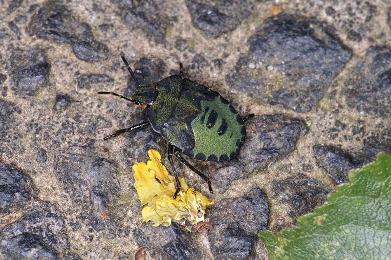 Palomena_prasina_D4638_Z_88_-_Oostenrijk.jpg