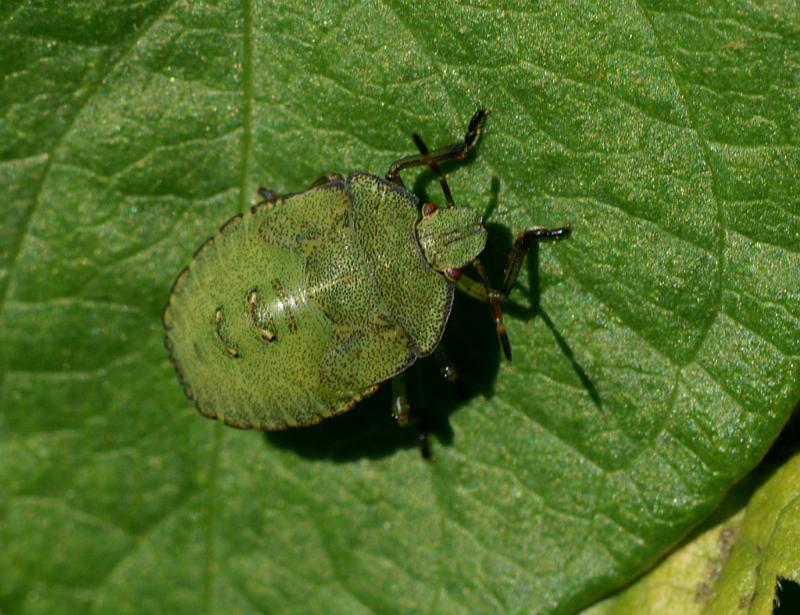 Palomena_prasina_D5240_Z_90_Maarsenbroek_Nederland.jpg