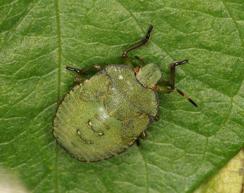 Palomena_prasina_D5241_Z_90_Maarsenbroek_Nederland.jpg