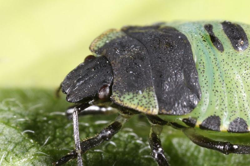 Palomena_prasina_D7612_Z_89_Badhoevedorp_Nederland.jpg