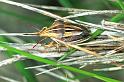 Aelia_cognatha_F0981_Z_86_Guzargues_Frankrijk