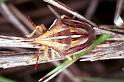Aelia_cognatha_RF0770_Z_75_Viols-en-Laval_Frankrijk