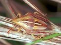 Aelia_cognatha_RF0771_Z_82_Viols-en-Laval_Frankrijk