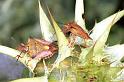 Carpocoris_purpereipennis_F0994_Z_85_Viols-en-Laval_Frankrijk