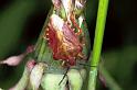 Carpocoris_purpereipennis_F1237_Z_82_Laprade_Frankrijk