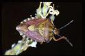 Carpocoris_purpereipennis_RP0414_Z_78_-_Frankrijk
