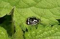 Eurydema_oleracea_D7520_Z_90_Waterleidingduinen_Nederland