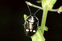 Eurydema_oleracea_F1117_Z_79_Vernet-les-Bains_Frankrijk