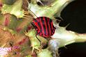 Graphosoma_lineatum_F0995_Z_82_Viols-en-Laval_Frankrijk