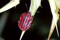 Graphosoma_lineatum_F0996_Z_86_Viols-en-Laval_Frankrijk