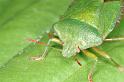 Pallomena_viridissima_D2928_Z_88_Veenendaal_Nederland