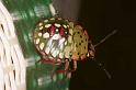Palomena_ZZ635_RF0553_Z_85_Daintree-Giru_Australie