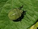 Palomena_prasina_D5240_Z_90_Maarsenbroek_Nederland