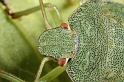 Palomena_prasina_D7566_Z_91_Badhoevedorp_Nederland