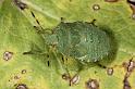 Palomena_prasina_D7567_Z_90_Badhoevedorp_Nederland