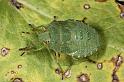 Palomena_prasina_D7568_Z_90_Badhoevedorp_Nederland