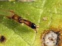 Palomena_prasina_D7569_Z_88_Badhoevedorp_Nederland