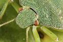 Palomena_prasina_D7570_Z_90_Badhoevedorp_Nederland