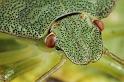 Palomena_prasina_D7571_Z_91_Badhoevedorp_Nederland