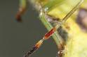 Palomena_prasina_D7572_Z_90_Badhoevedorp_Nederland