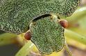 Palomena_prasina_D7573_Z_90_Badhoevedorp_Nederland