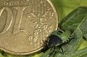 Palomena_prasina_D7609_Z_88_Badhoevedorp_Nederland