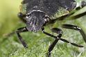 Palomena_prasina_D7610_Z_90_Badhoevedorp_Nederland