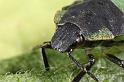 Palomena_prasina_D7611_Z_89_Badhoevedorp_Nederland