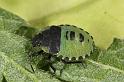 Palomena_prasina_D7613_Z_90_Badhoevedorp_Nederland
