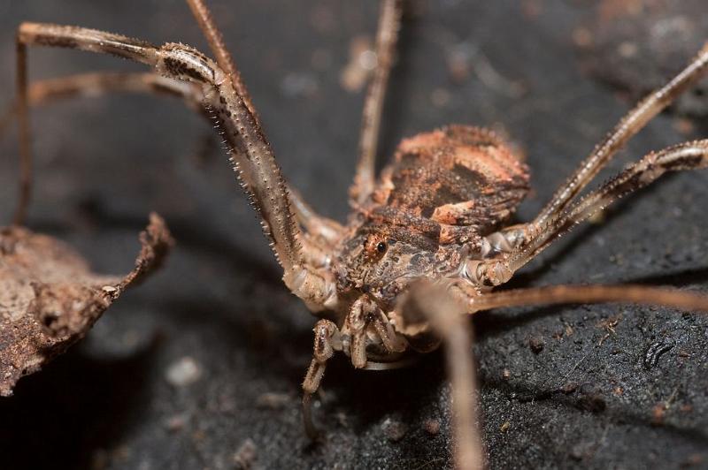 Bunochelis_spinifera_D5910_Z_88_Tenerife_Spanje.jpg