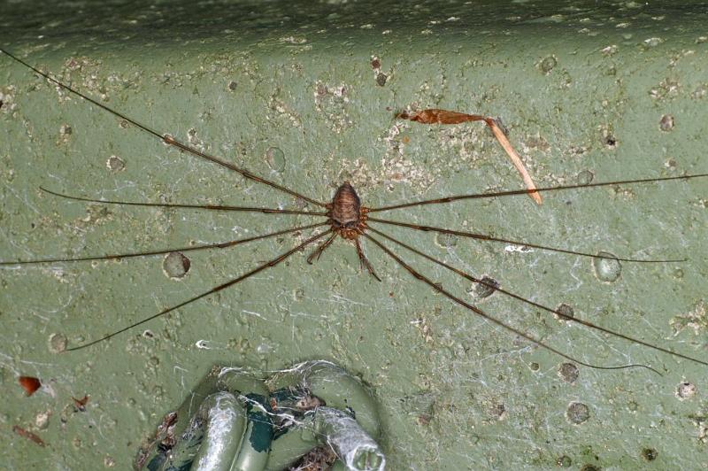 Dicranopalpus_ramosus_D4018_Z_88_Waterleidingduinen_Nederland.jpg