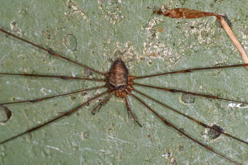 Dicranopalpus_ramosus_D4019_Z_88_Waterleidingduinen_Nederland.jpg