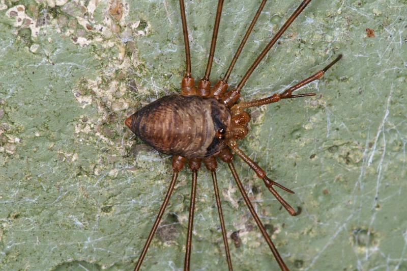 Dicranopalpus_ramosus_D4020_Z_88_Waterleidingduinen_Nederland.jpg