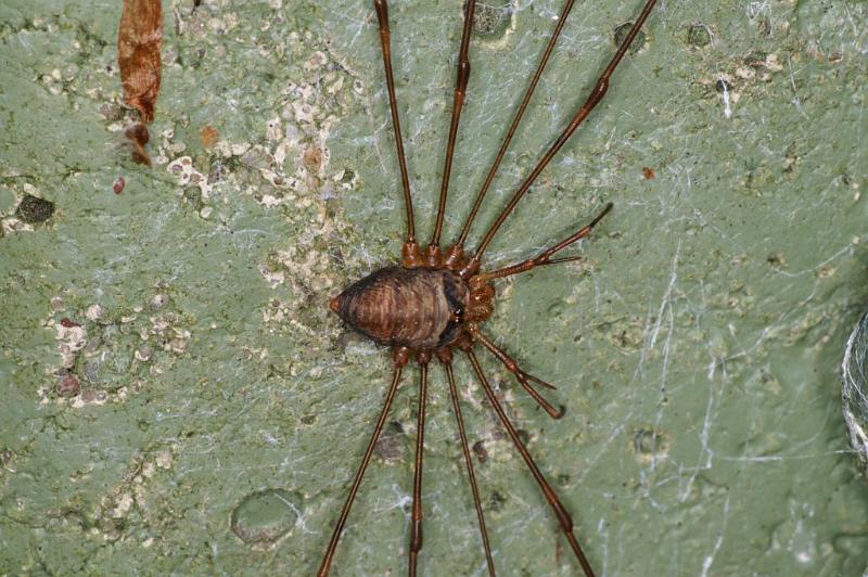 Dicranopalpus_ramosus_D4021_Z_90_Waterleidingduinen_Nederland.jpg