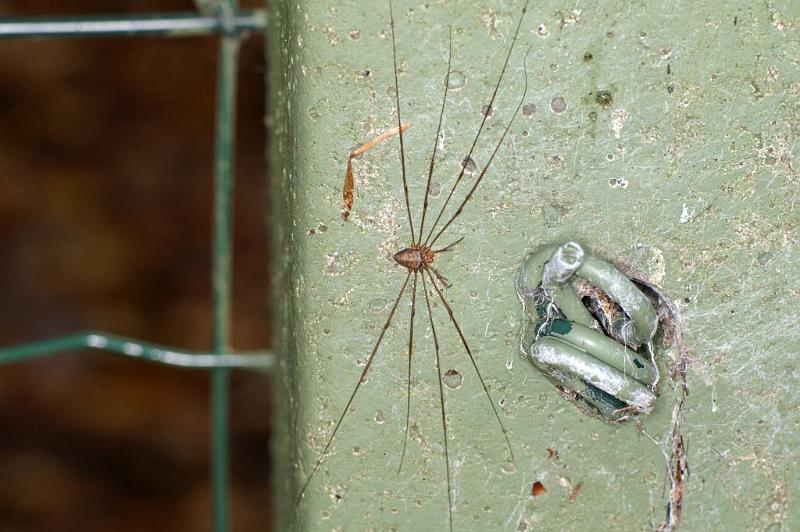 Dicranopalpus_ramosus_D4024_Z_90_Waterleidingduinen_Nederland.jpg