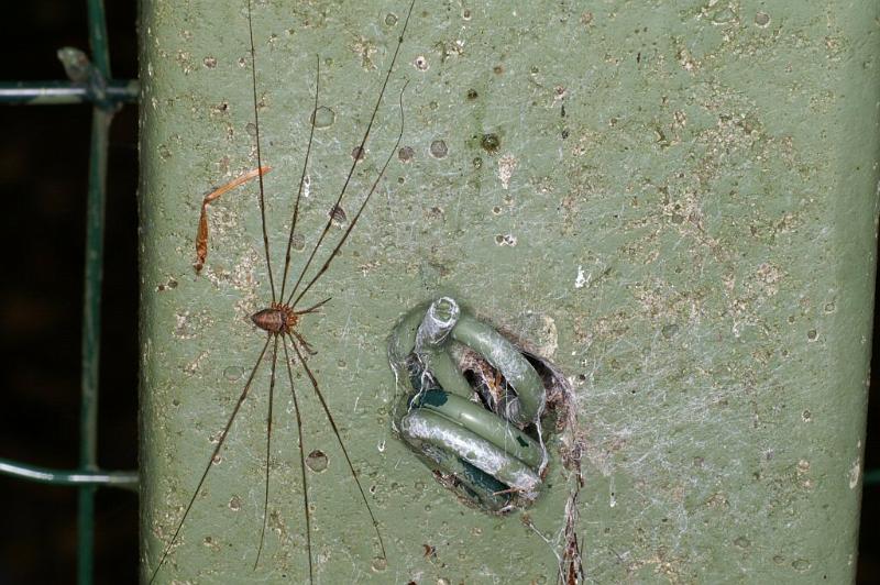Dicranopalpus_ramosus_D4025_Z_88_Waterleidingduinen_Nederland.jpg