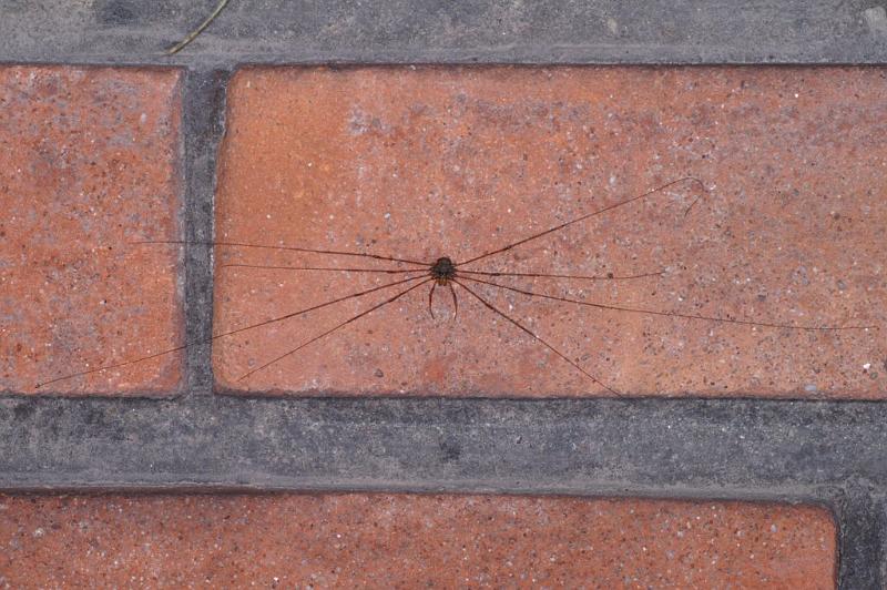 Dicranopalpus_ramosus_D4057_O_89_Badhoevedorp_Nederland.jpg