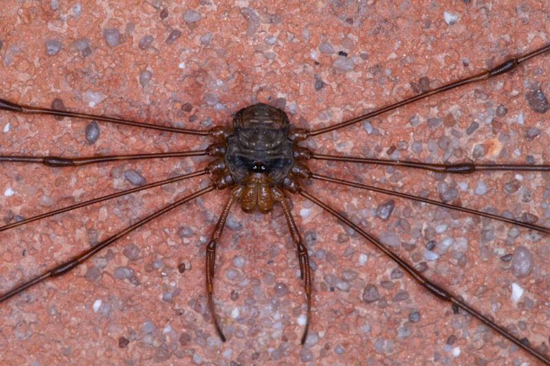Dicranopalpus_ramosus_D4058_Z_90_Badhoevedorp_Nederland.jpg