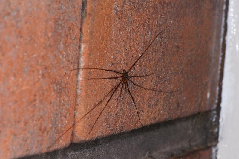 Dicranopalpus_ramosus_D4059_Z_75_Badhoevedorp_Nederland.jpg
