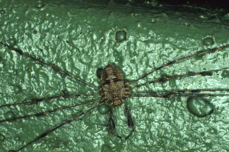 Dicranopalpus_ramosus_P0370_Z_90_Waterleidingduinen_Nederland.jpg