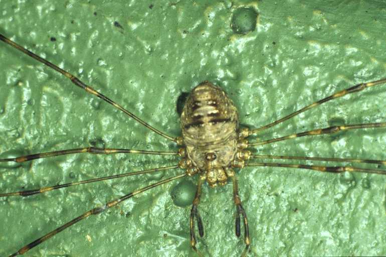 Dicranopalpus_ramosus_P0371_Z_90_Waterleidingduinen_Nederland.jpg