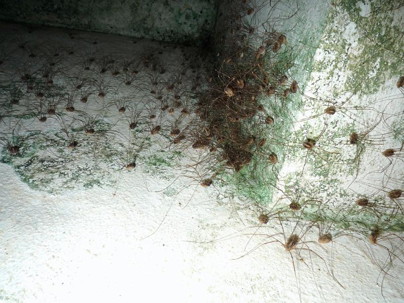 Leiobunum_ZZXYX_D5235_Z_75_-_Nederland.jpg